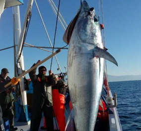 Χριστουγεννιάτικη έκπληξη για Σκοπελίτες ψαράδες: Εβγαλαν τεράστιο τόνο 185 κιλά!  - Κυρίως Φωτογραφία - Gallery - Video