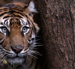 Εικόνες σοκ: Τίγρης κατασπαράσσει νεαρό άνδρα σε ζωολογικό κήπο στην κίνα (βίντεο) 