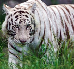 Η λευκή τίγρης, ο Όσκαρ, βγήκε για βόλτα στους δρόμους της Σικελίας και προκάλεσε πανικό (βίντεο)