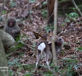 Απίστευτο βίντεο: «Απελπισμένη» μαϊμού μακάκος παρενοχλεί σεξουαλικά δύο μικρά ελάφια!