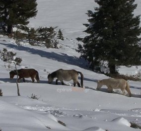 Good news: Δείτε καρέ- καρέ την συγκλονιστική διάσωση 20 αλόγων στην ορεινή Ήπειρο 