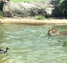 Βίντεο: Δείτε την πιο γενναία πάπια στον κόσμο- Κολυμπάει  δίπλα σε μία τίγρη - Κυρίως Φωτογραφία - Gallery - Video