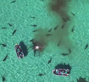 Απίστευτο: Drone απαθανατίζει 70 καρχαρίες να κατασπαράζουν το κουφάρι φάλαινας 