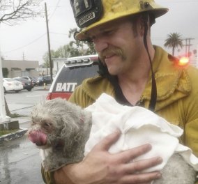 Πυροσβέστης δίνει το φιλί της ζωής σε σκύλο: Τον έσωσε από φλεγόμενο σπίτι - Κυρίως Φωτογραφία - Gallery - Video