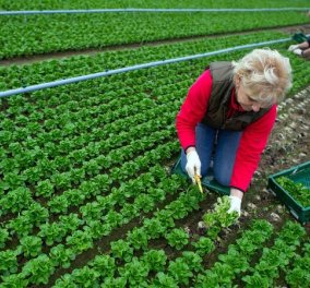 Good News: Δωρεάν μαθήματα βιολογικής γεωργίας σε ανέργους νέους από το Αριστοτέλειο Παν/μιο Θεσσαλονίκης