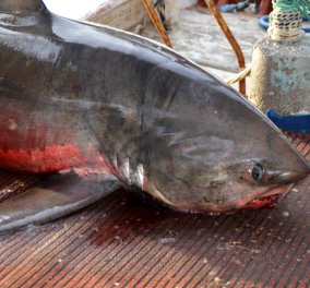 Καρχαρία, ολόκληρο θηρίο 250 κ., έβγαλε με τα δίχτυα του Ναυπλιώτης ψαράς- Δείτε τις φωτό 