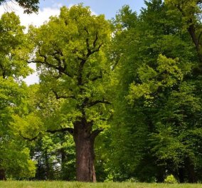 Αυτή η δρυς 650 ετών είναι το “Ευρωπαϊκό Δέντρο της Χρονιάς”: Πανύψηλη και μεγαλοπρεπής  - Κυρίως Φωτογραφία - Gallery - Video
