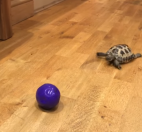 Βίντεο: Αυτή η χελώνα έγινε λαγός - Κυνηγάει το μπαλάκι με όση δύναμη έχουν τα κοντοπόδαρά της