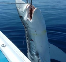 Τρο - μερή έκπληξη από την Σκόπελο: Έπιασαν καρχαρία μήκους επτά μέτρων! - Κυρίως Φωτογραφία - Gallery - Video