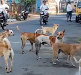 Πέντε αδέσποτα σκυλιά έσωσαν 12χρονη από βιασμό - Πως με το ένστικτό τους "μυρίστηκαν" τον δράστη