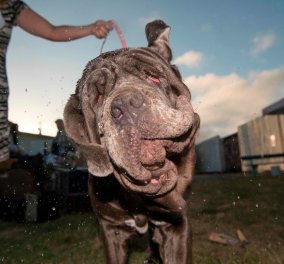 Ψηφίστηκε ο ασχημότερος σκύλος στον κόσμο αλλά είναι αξιολάτρευτος - Γνωρίστε την Martha - Κυρίως Φωτογραφία - Gallery - Video