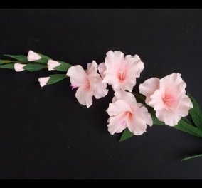 Κάθε μήνας έχει το δικό του άνθος: Το δικό σας ποιο λουλούδι είναι; Γλαδιόλα για τους λέοντες του Αυγούστου - Κυρίως Φωτογραφία - Gallery - Video