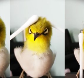 Βίντεο: Ώρα για χαλάρωση! Δείτε την χαρά ενός καναρινιού την ώρα που του κάνουν μασάζ - Κυρίως Φωτογραφία - Gallery - Video