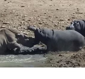 Βίντεο: Θυμωμένος ιπποπόταμος πνίγει έναν ρινόκερο για να υπερασπιστεί το "σπίτι" του - Κυρίως Φωτογραφία - Gallery - Video
