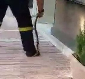 Βίντεο: Γενναίος πυροσβέστης πιάνει φίδι με τα χέρια στο κέντρο της Λάρισας και το γυρνάει σαν λάφυρο! - Κυρίως Φωτογραφία - Gallery - Video