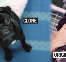 Eταιρεία στη Ν. Κορέα προσφέρει υπηρεσίες κλωνοποίησης σκύλων κατά παραγγελία