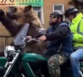 Απίστευτο! Αρκούδα πάνω σε μοτοσυκλέτα κάνει βόλτα (ΒΙΝΤΕΟ) - Κυρίως Φωτογραφία - Gallery - Video