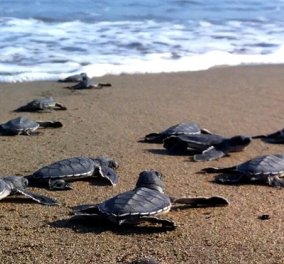 Good News: Τα πρώτα χελωνάκια έσκασαν μύτη στην παραλία της Ζακύνθου - Κυρίως Φωτογραφία - Gallery - Video