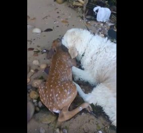 Καρέ - καρέ - Σκύλος με αισθήματα : Σώζει ένα ελάφι που πνίγεται και βουτάει να το βγάλει έξω (ΦΩΤΟ-ΒΙΝΤΕΟ)