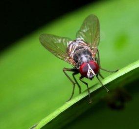 4 φυσικοί τρόποι για να απαλλαγείς από τις μύγες - Κυρίως Φωτογραφία - Gallery - Video
