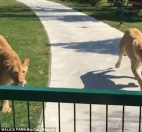 Βίντεο - Η αγαπησιάρικη αντίδραση των λιονταριών μόλις βλέπουν τη γυναίκα που τα μεγάλωσε 7 χρόνια αργότερα