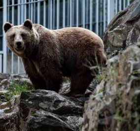 Αρκούδα επιτέθηκε σε ηλικιωμένο κυνηγό στη Φλώρινα - πετάχτηκε μέσα από τα καλαμπόκια & τον τραυμάτισε - Κυρίως Φωτογραφία - Gallery - Video