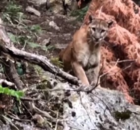  Ανέμελοι φυσιολάτρες ήρθαν πρόσωπο με πρόσωπο με ένα τεράστιο άγριο λιοντάρι των βουνών - Cougar!!!! (βίντεο) - Κυρίως Φωτογραφία - Gallery - Video