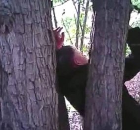 Ανατριχιαστικό βίντεο: Σταύρωσαν άνδρα σε δέντρο σαν το Χριστό για να τον τιμωρήσουν 