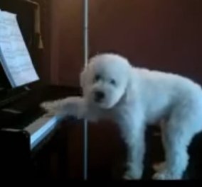 Βίντεο ραγίζει καρδιές: Ο σκύλος μένει μονός στο σπίτι και ανεβαίνει στο πιάνο για να παίξει...