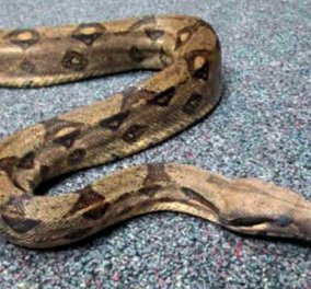 28χρονος επιχείρησε να στέλνει με κούριερ ζωντανά φίδια! Τα έκρυβε στις κάλτσες του ή τα κρατούσε ομήρους!  