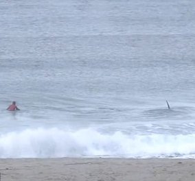 Βίντεο: Φάλαινες δολοφόνοι προκαλούν τον πανικό σε διαγωνισμό surfing