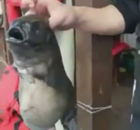 Ρωσία – ένα ψάρι περίεργο άσχημο τρελαίνει τους επιστήμονες: είναι μήπως "αγριεμένο" από ραδιενέργεια – φωτό - βίντεο 