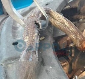 Ένα νεκρό φίδι βρήκε μέσα στην μηχανή του αυτοκινήτου του στην Καλαμάτα - Κυρίως Φωτογραφία - Gallery - Video