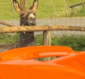 Ο γάιδαρος που επιχείρησε να φάει την «καροτί» McLaren γιατί την πέρασε για καρότο (ΒΙΝΤΕΟ) - Κυρίως Φωτογραφία - Gallery - Video