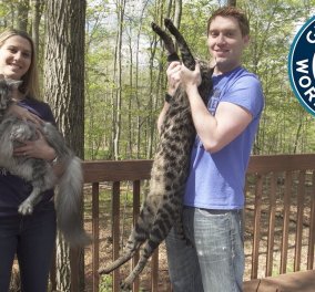 Το ζευγάρι που έχει στο σπίτι του δυο γάτες που κατέχουν ρεκόρ Γκίνες - Με την μακρύτερη ουρά αλλά και την πιο ψηλή (ΦΩΤΟ-ΒΙΝΤΕΟ) - Κυρίως Φωτογραφία - Gallery - Video