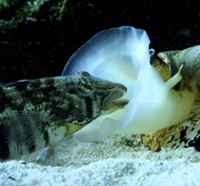 Δαυίδ εναντίον Γολιάθ: Ένα Σαλιγκάρι της θάλασσας… καταβροχθίζει ψάρι! (ΒΙΝΤΕΟ) - Κυρίως Φωτογραφία - Gallery - Video