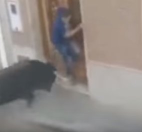 Ασύλληπτη σκηνή στην Ισπανία: Μαινόμενος ταύρος καρφώνει και σκοτώνει 46χρονο πατέρα δυο παιδιών (ΒΙΝΤΕΟ) - Κυρίως Φωτογραφία - Gallery - Video
