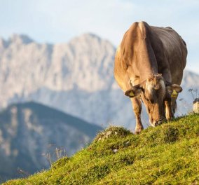 Εκπληκτικές έρευνες αποδεικνύουν γιατί το βιολογικό γάλα & το βιολογικό κρέας είναι ανώτερης ποιότητας 