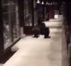 Βίντεο: Η στιγμή που ο Σερίφης κυνηγάει αρκούδες σε κεντρικό δρόμο στην Καλιφόρνια  - Κυρίως Φωτογραφία - Gallery - Video
