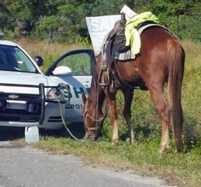 53χρονη συνελήφθη επειδή «οδηγούσε» μεθυσμένη ένα... άλογο!  - Κυρίως Φωτογραφία - Gallery - Video