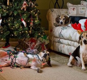 Smile: Πως να τα μαλώσεις; 14 σκυλάκια & γατάκια έκαναν μαντάρα τα Χριστουγεννιάτικα δέντρα! (slideshow)