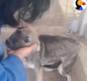 Συγκινητικό βίντεο το κλάμα του σκύλου κάθε φορά που τον χάιδευαν