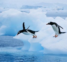 Ανακαλύφθηκε απολίθωμα γιγάντιου πιγκουίνου: Είχε ύψος ανθρώπου και ζούσε πριν από 60 εκατ. χρόνια  