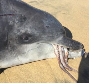 Χταπόδι έπνιξε δελφίνι που το έτρωγε- Γιατί ο περίεργος θάνατος απασχολεί τους επιστήμονες 