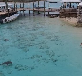 Βίντεο: Αγόρι γλιτώνει από επίθεση με 4 καρχαρίες στις Μπαχάμες 