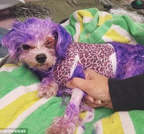 Απίστευτο story: Ιδιοκτήτης σκύλου τον έβαψε μοβ & εκείνο παραλίγο να πεθάνει 