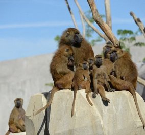 Γαλλία: 50 επικίνδυνοι Μπαμπουίνοι δραπέτευσαν από τον ζωολογικό κήπο & έγινε πανικός (ΦΩΤΟ)