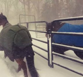 Smile Βίντεο: Το Internet γελάει βλέποντας αυτά τα άλογα να παίζουν ελεύθερα στο χιόνι όταν τα άφησε ο ιδιοκτήτης τους - Κυρίως Φωτογραφία - Gallery - Video