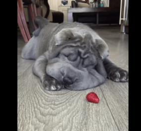 Smile βίντεο: Χοντρούλικος σκυλάκος προσπαθεί να φάει φράουλα... και αποτυγχάνει παταγωδώς!