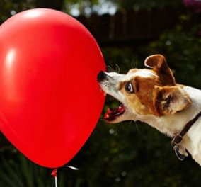 Smile βίντεο: Απίστευτος σκυλάκος με full ενέργεια σκάει 100 μπαλόνια σε 39 δευτερόλεπτα! - Κυρίως Φωτογραφία - Gallery - Video